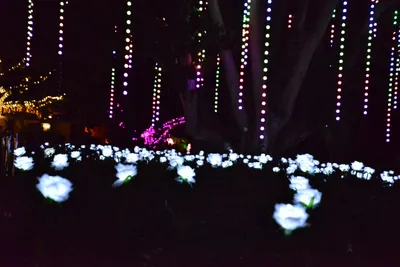 DSC_7092 (Large).JPG